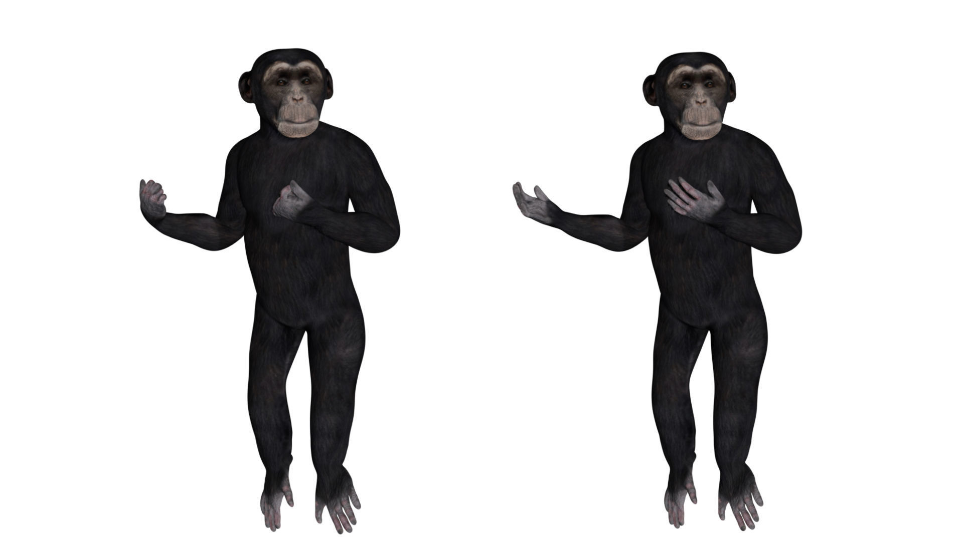 Chimpanzee Low-poly 3D model_5