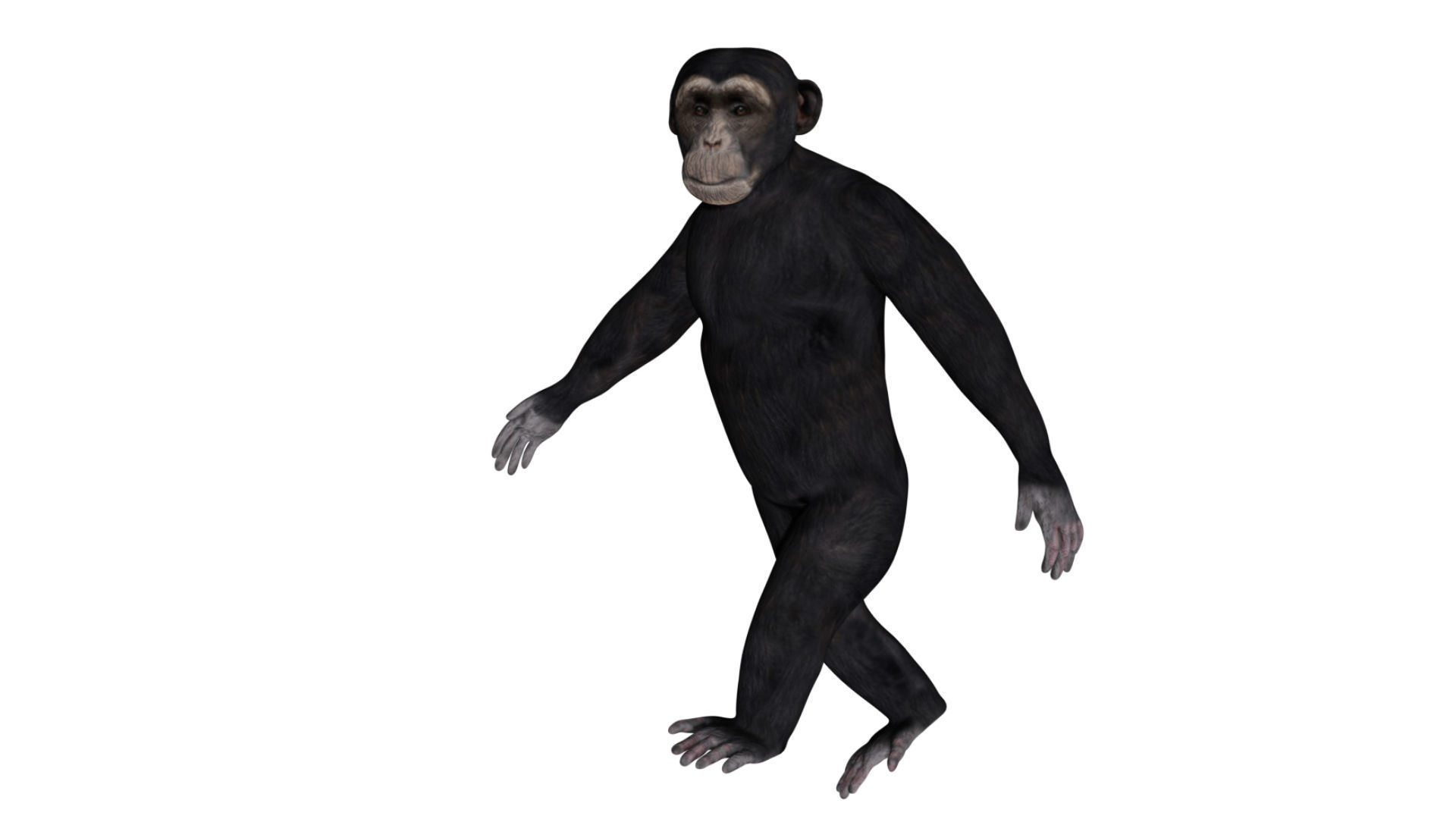 Chimpanzee Low-poly 3D model_3