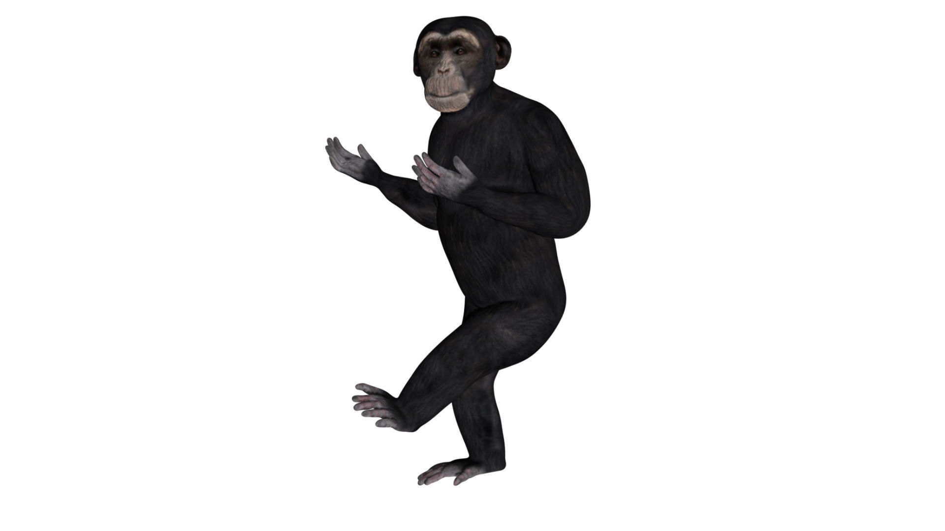Chimpanzee Low-poly 3D model_4