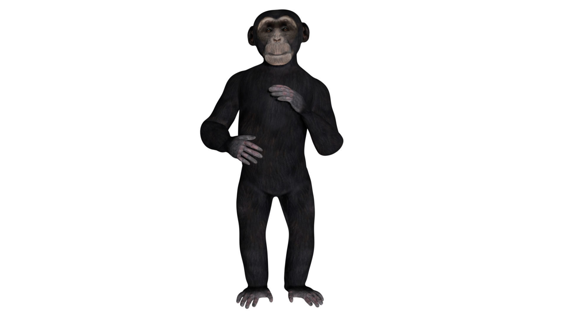 Chimpanzee Low-poly 3D model_6