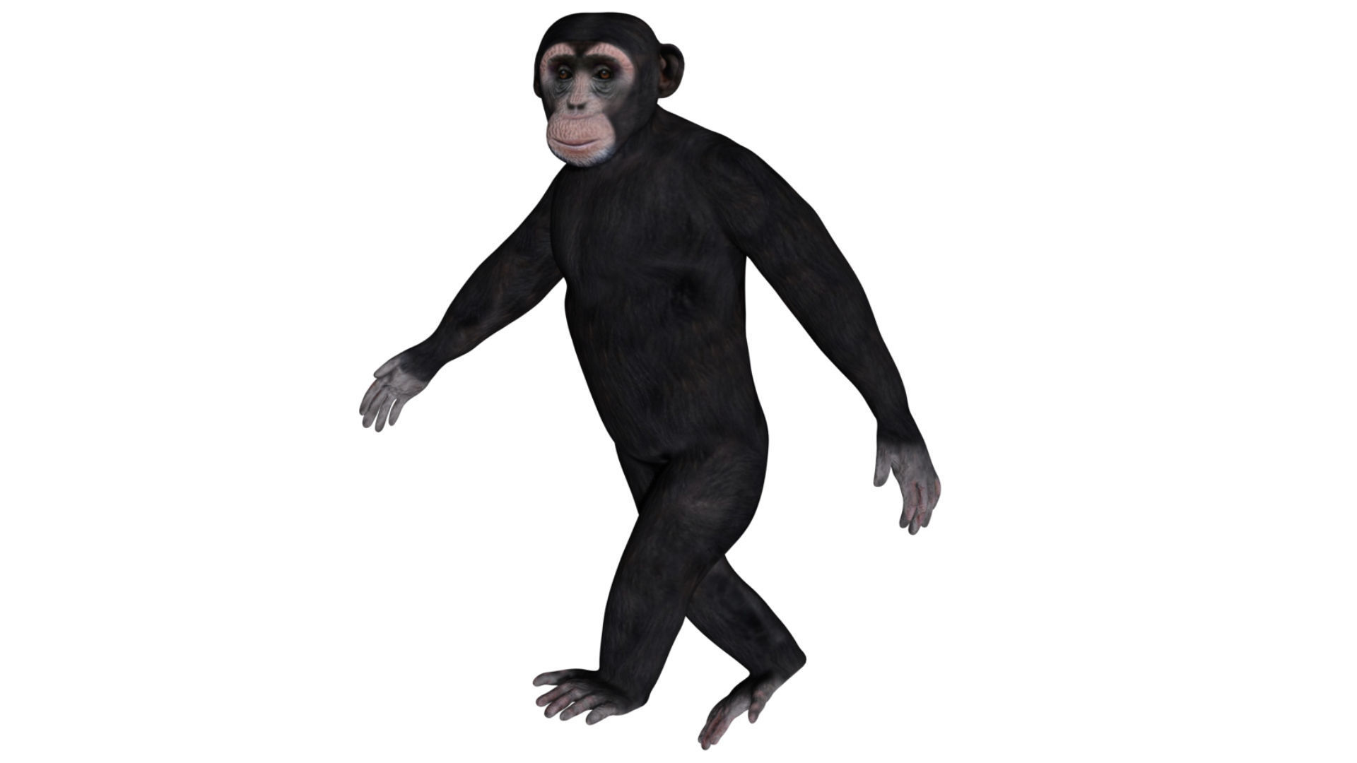 Chimpanzee Low-poly 3D model_3