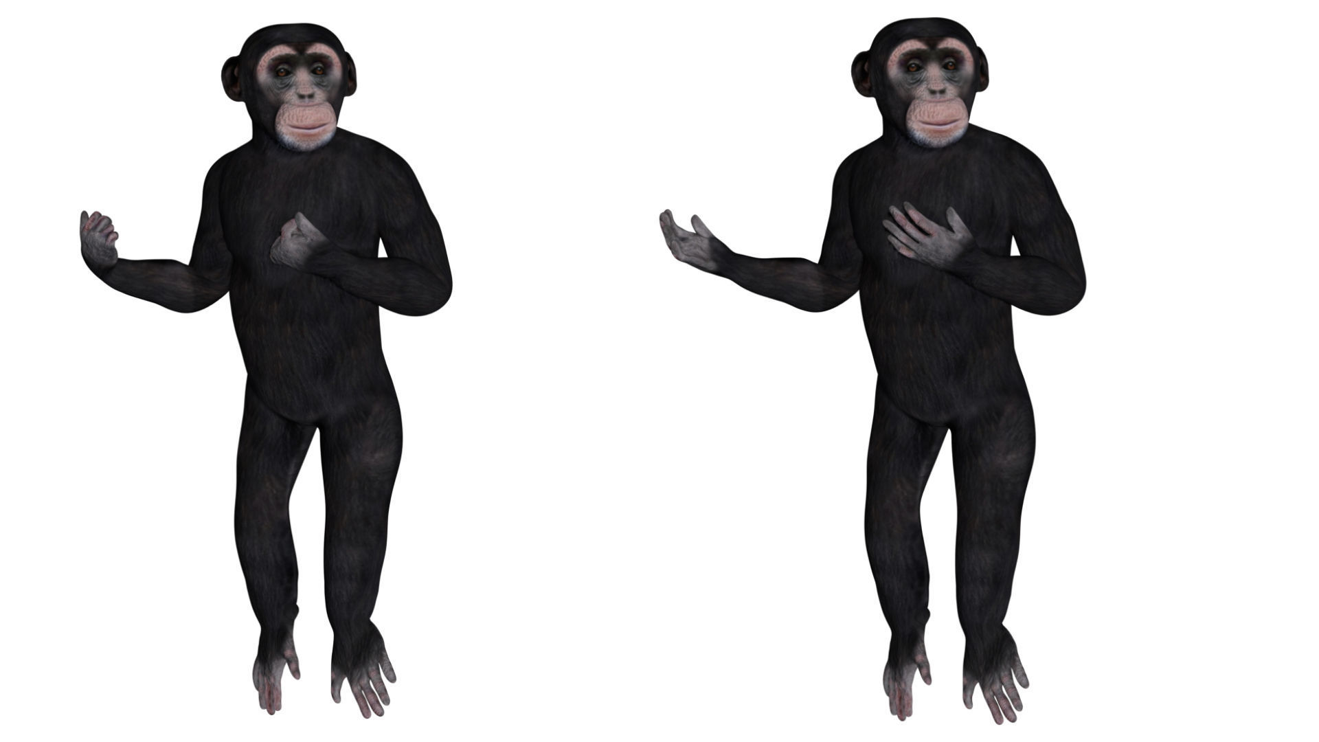 Chimpanzee Low-poly 3D model_5