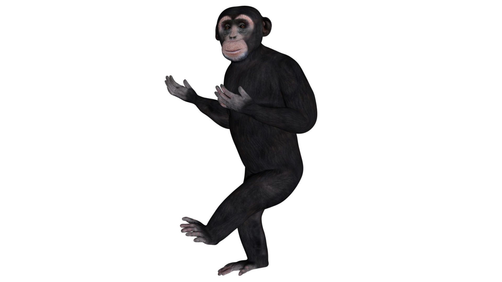 Chimpanzee Low-poly 3D model_4