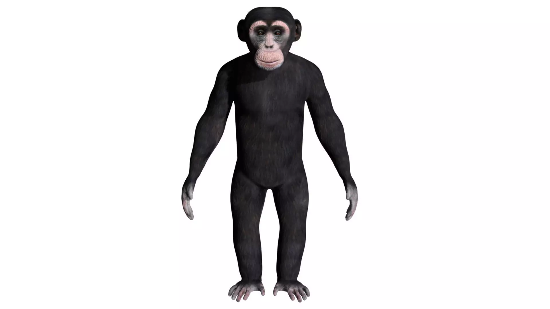Chimpanzee Low-poly 3D model_0