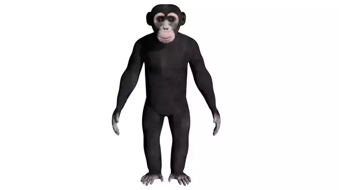Chimpanzee Low-poly 3D model