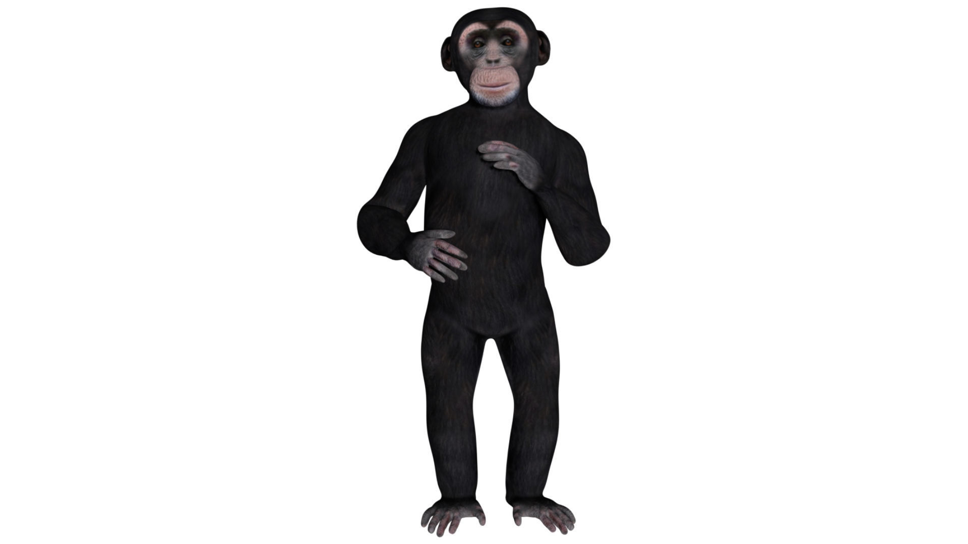 Chimpanzee Low-poly 3D model_6