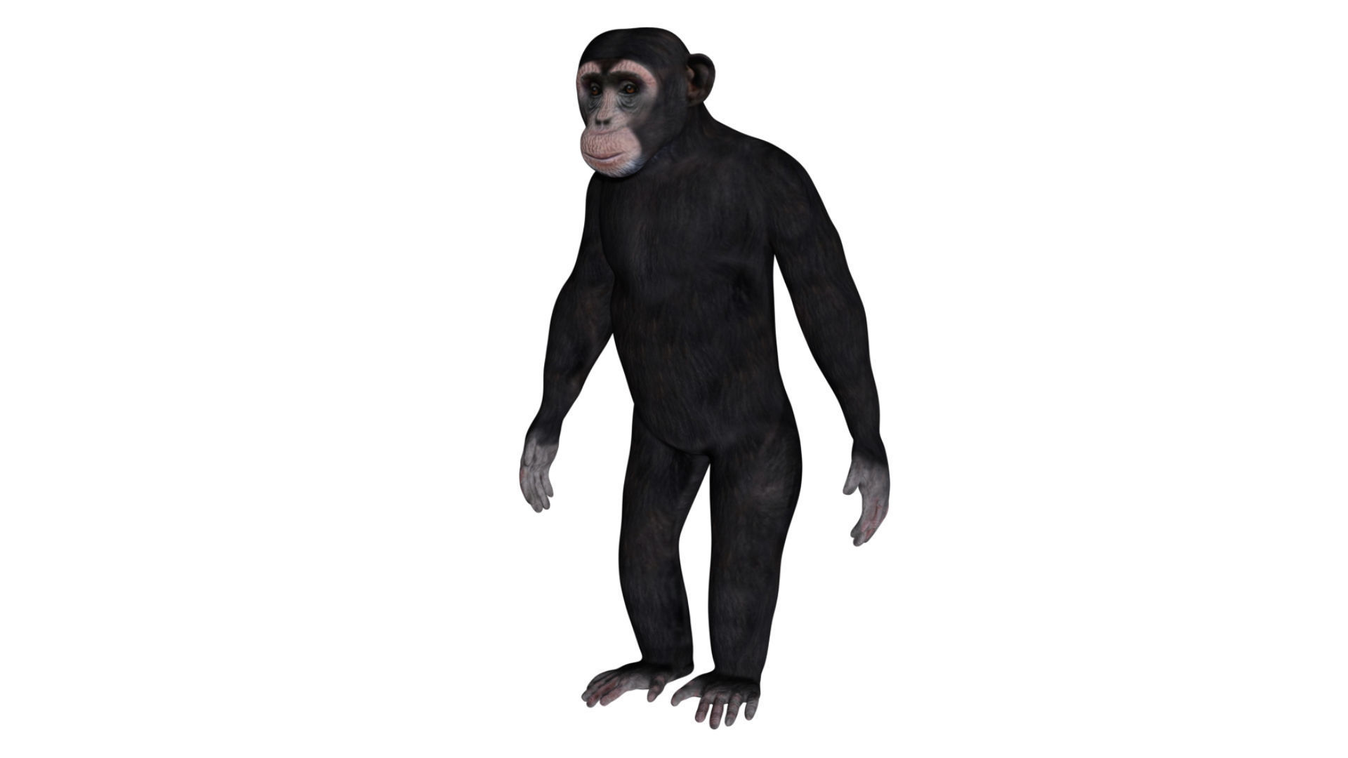 Chimpanzee Low-poly 3D model_2