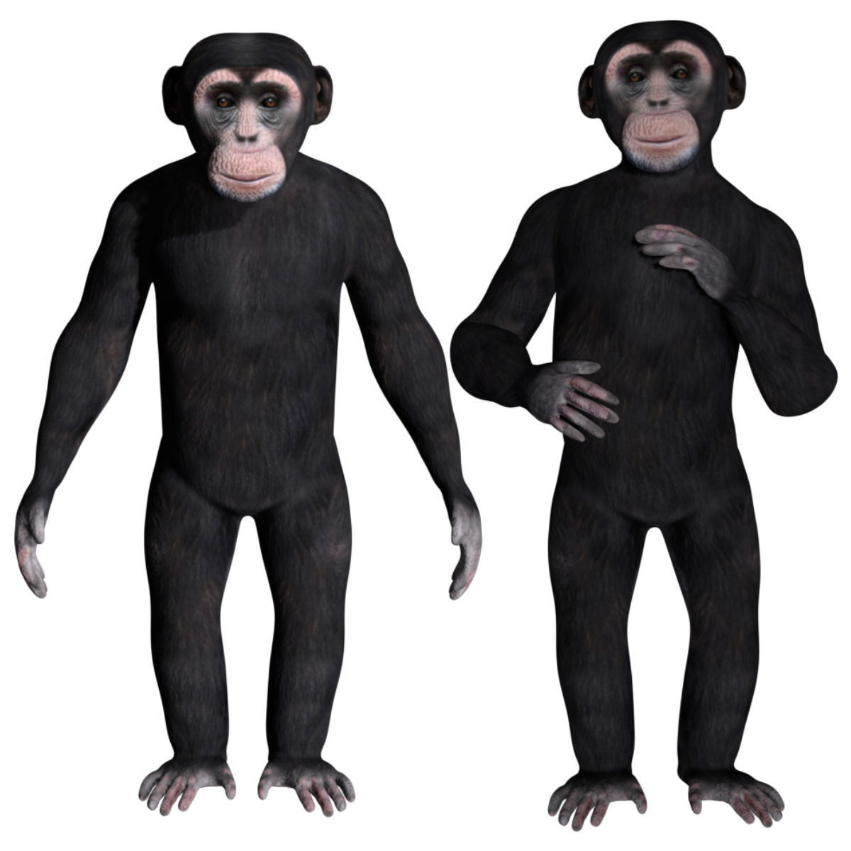 Chimpanzee Low-poly 3D model_1