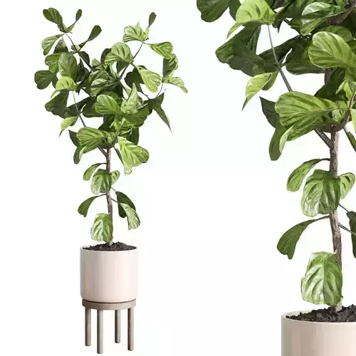 indoor plant 77 wood vase plant 