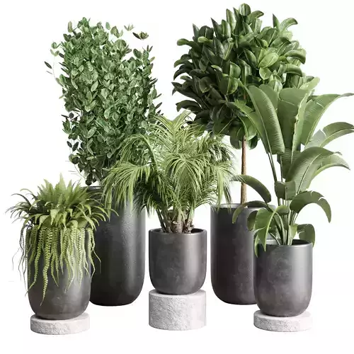 collection Indoor plant 78 pot tree plant palm concrete vase