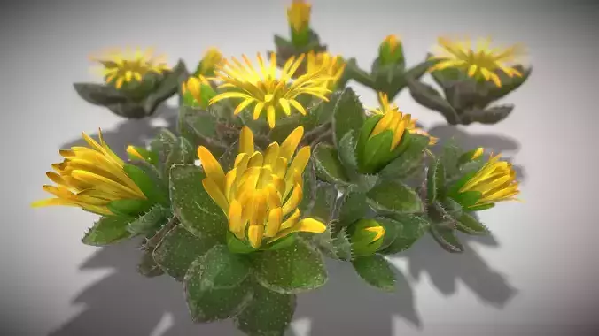 Flower Faucaria Tigrina