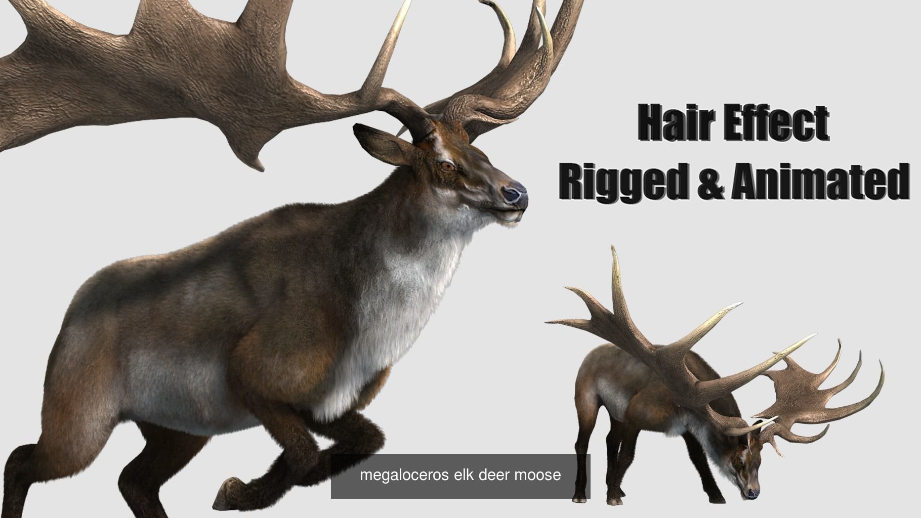 animal collection zoo animals pack _20