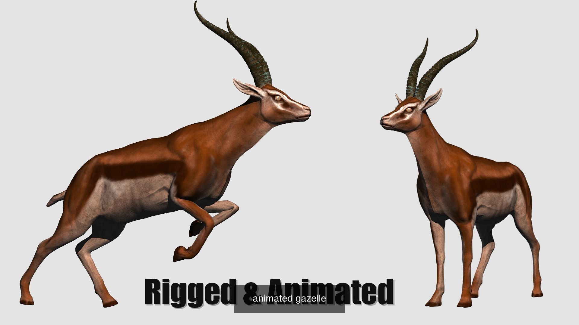 animal collection zoo animals pack _23