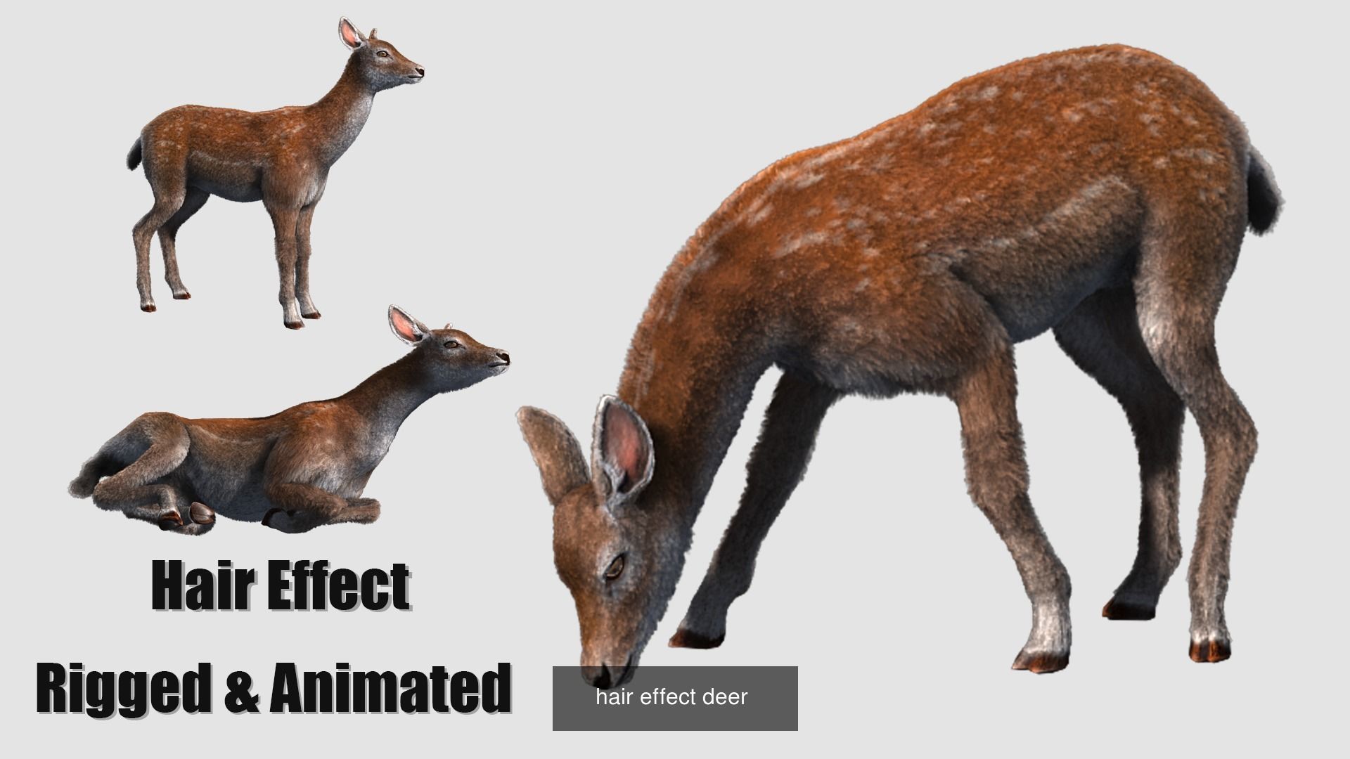 animal collection zoo animals pack _22