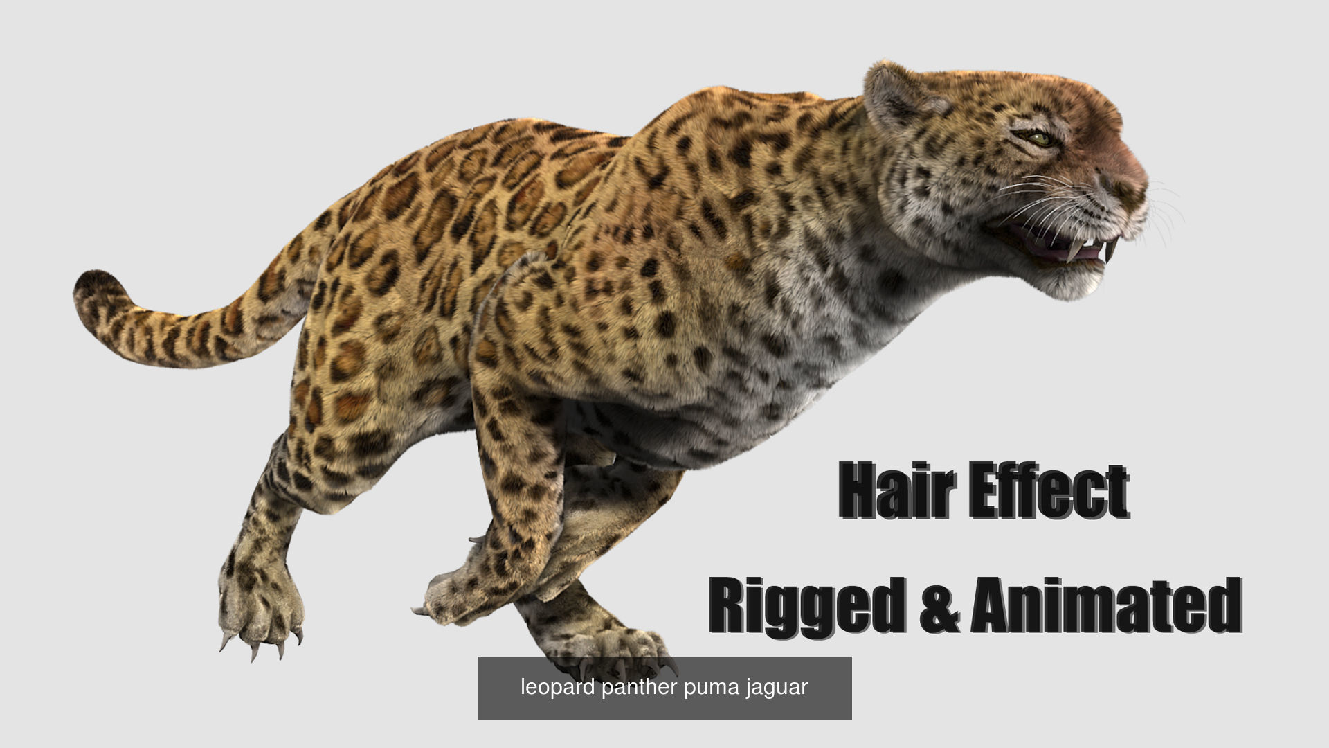 wildlife collection 01 _8