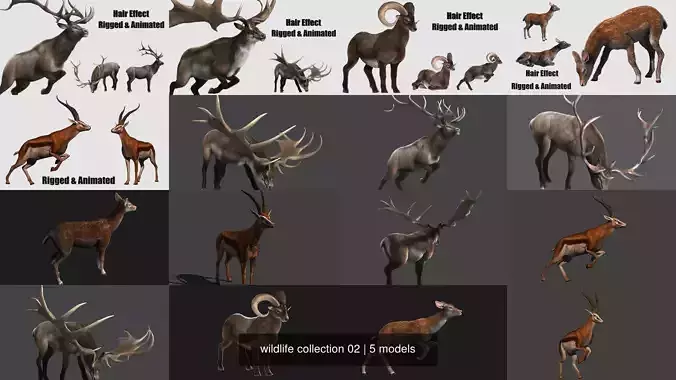 wildlife collection 02 