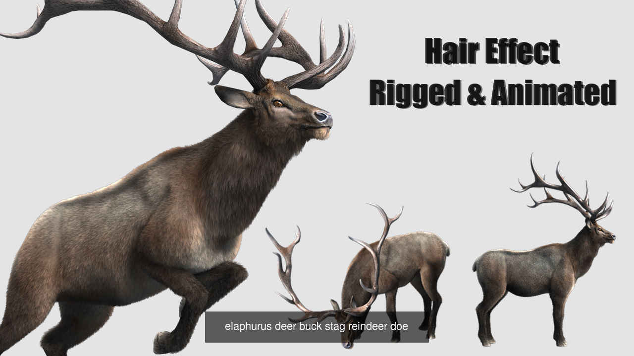 wildlife collection 02 _5