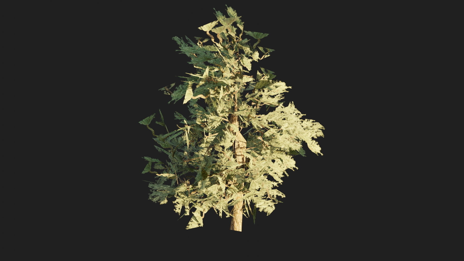 Pinyon Pine 1 Low-poly 3D model_7