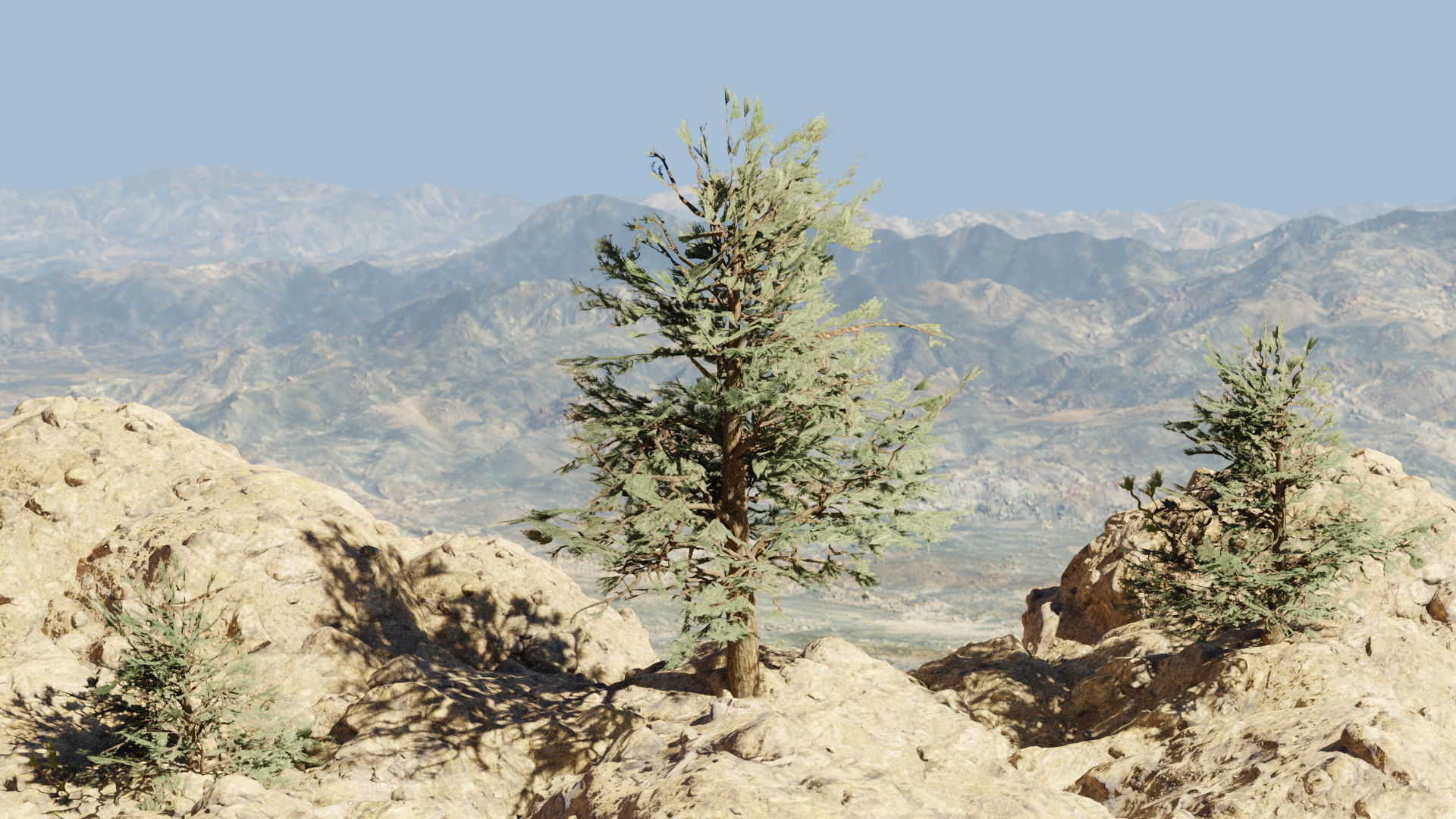 Pinyon Pine 1 Low-poly 3D model_1