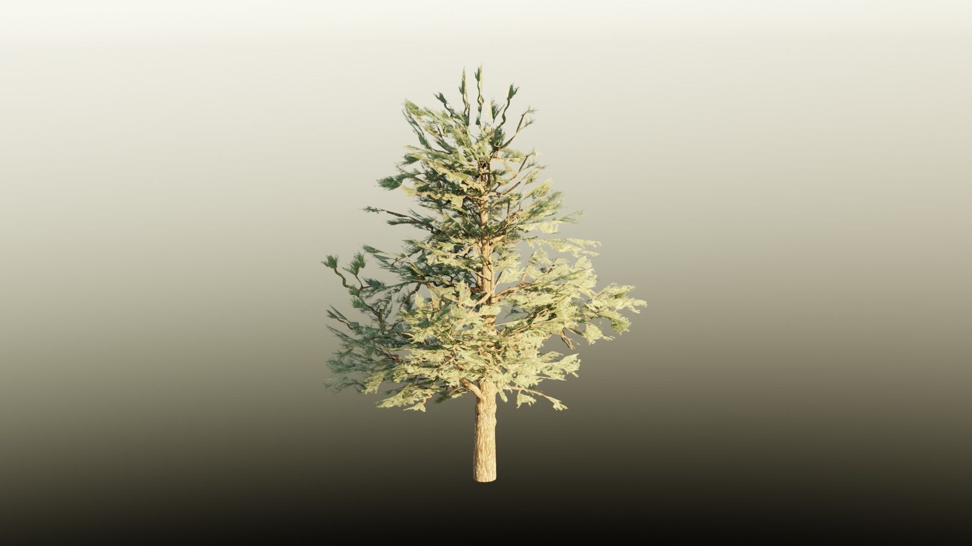 Pinyon Pine 1 Low-poly 3D model_2