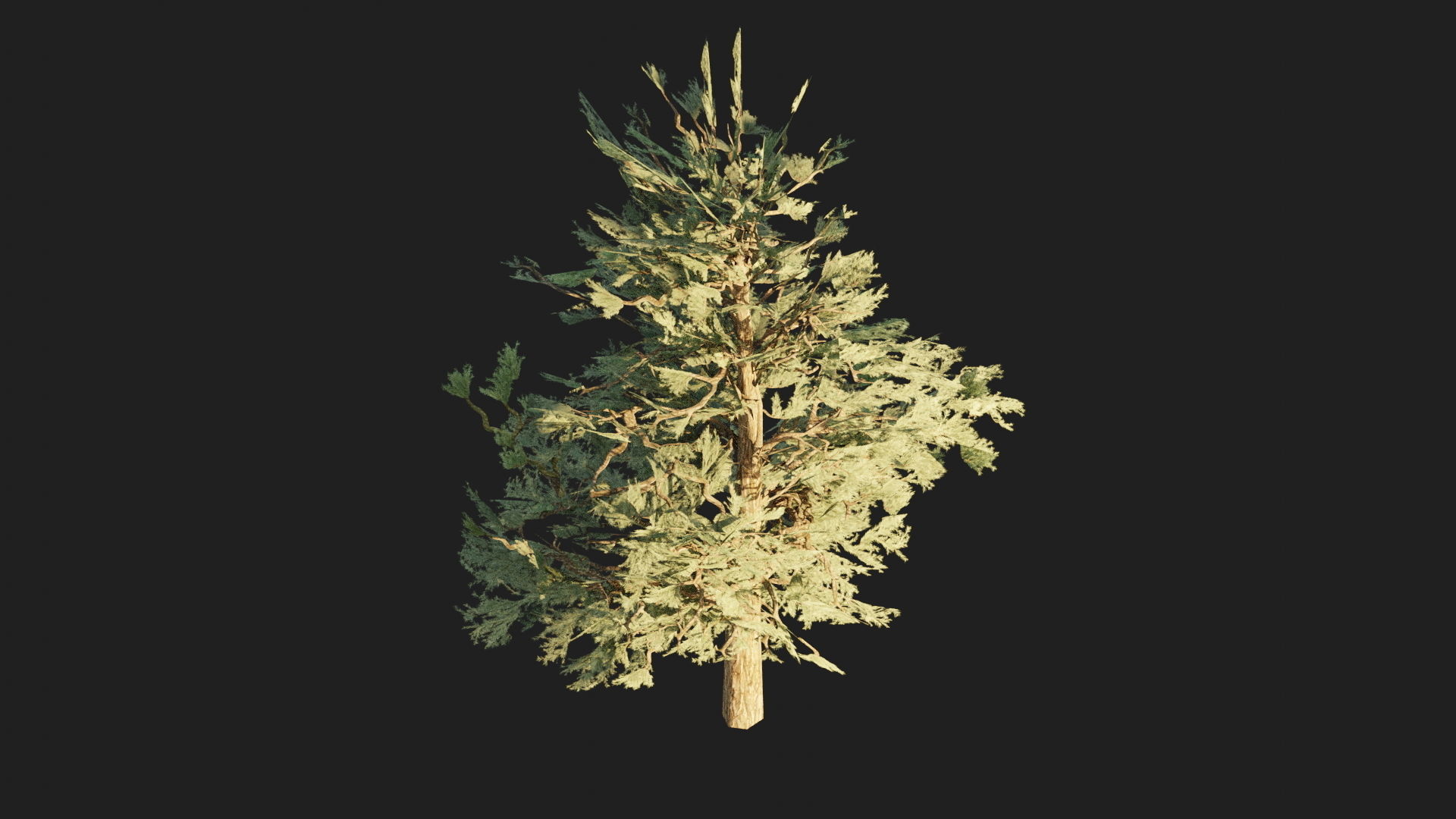 Pinyon Pine 1 Low-poly 3D model_6