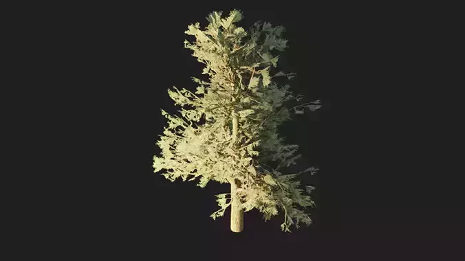 Pinyon Pine 1 Low-poly 3D model