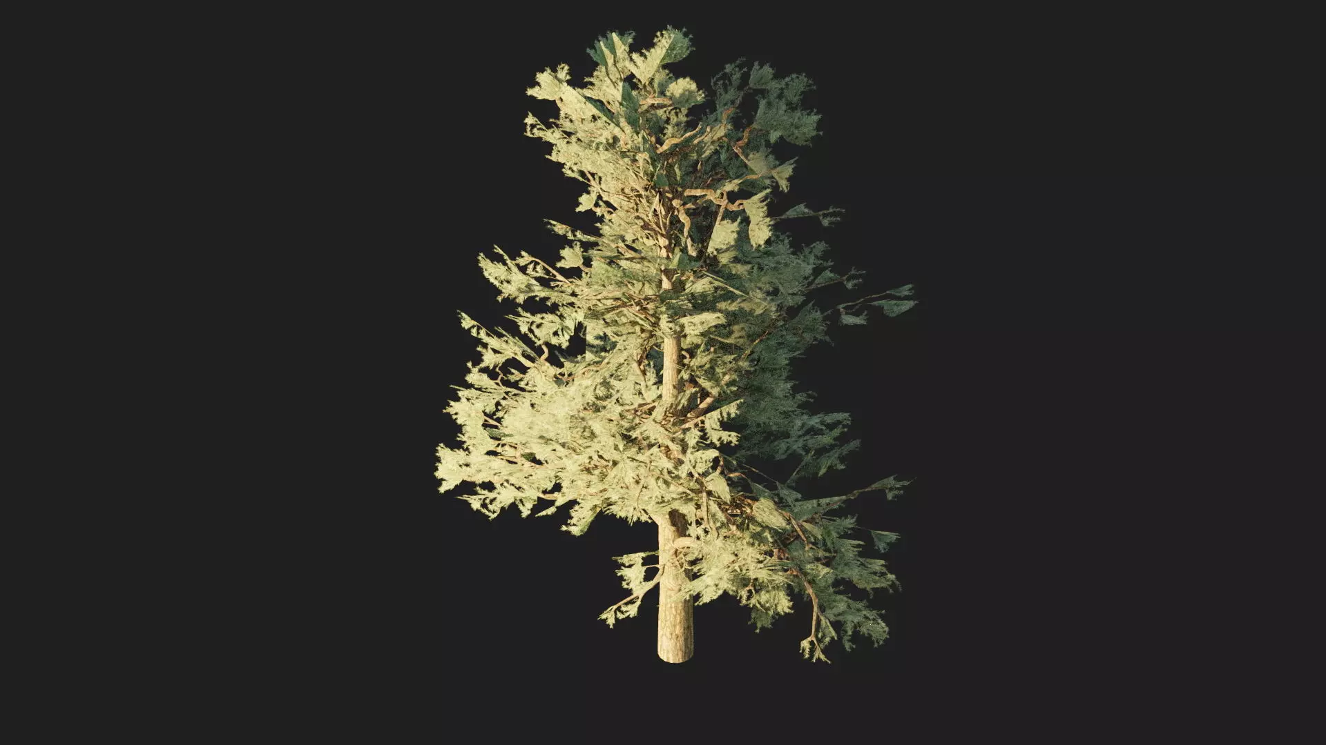 Pinyon Pine 1 Low-poly 3D model_0