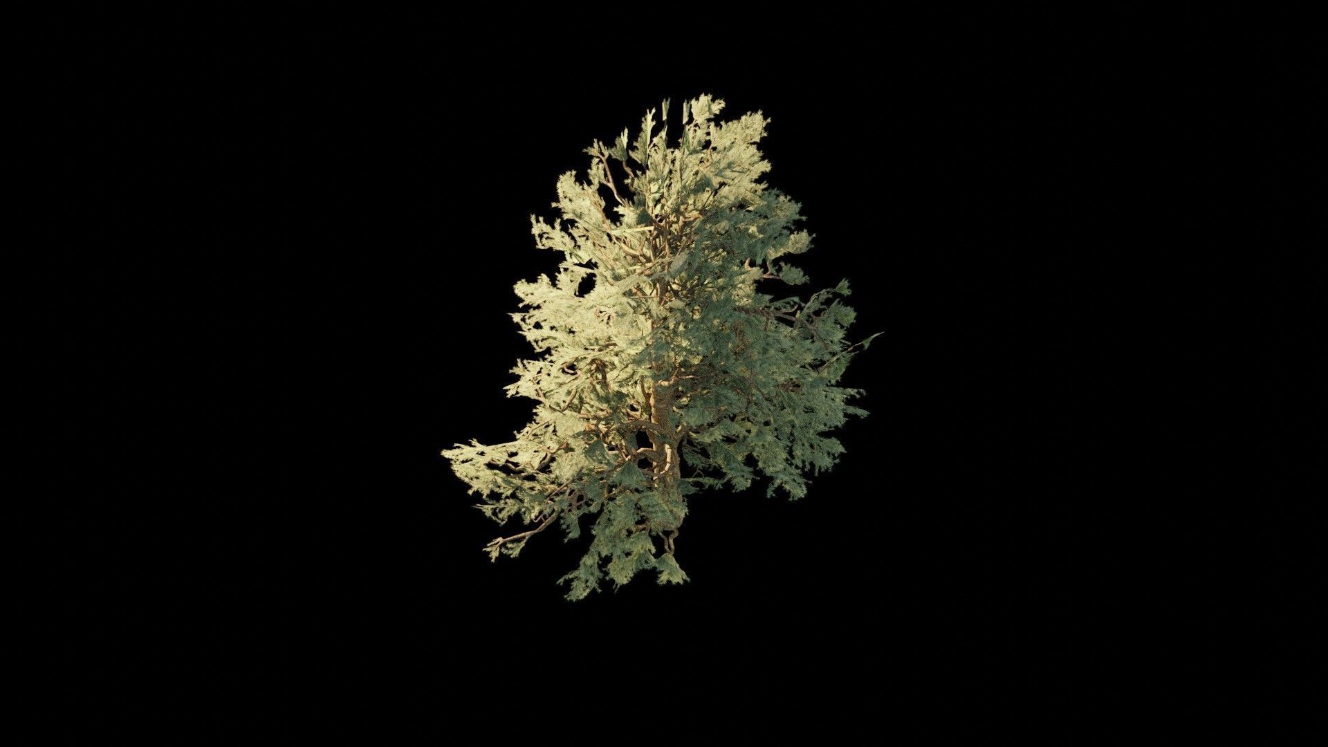 Pinyon Pine 1 Low-poly 3D model_5