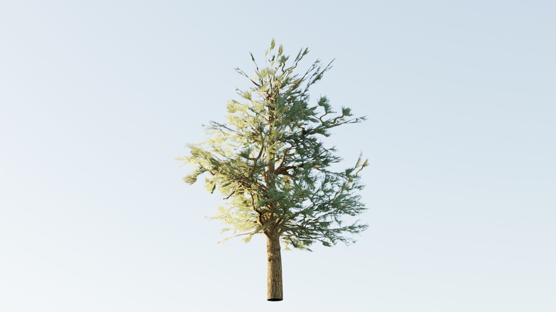 Pinyon Pine 1 Low-poly 3D model_4