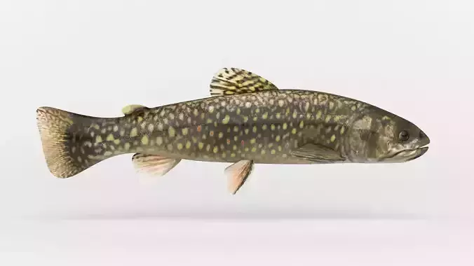 Trout Fish 3D model