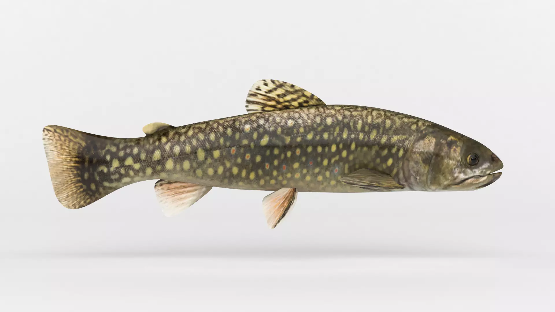 Trout Fish 3D model