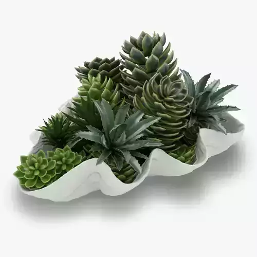 Succulents in a Giant Clam Bowl
