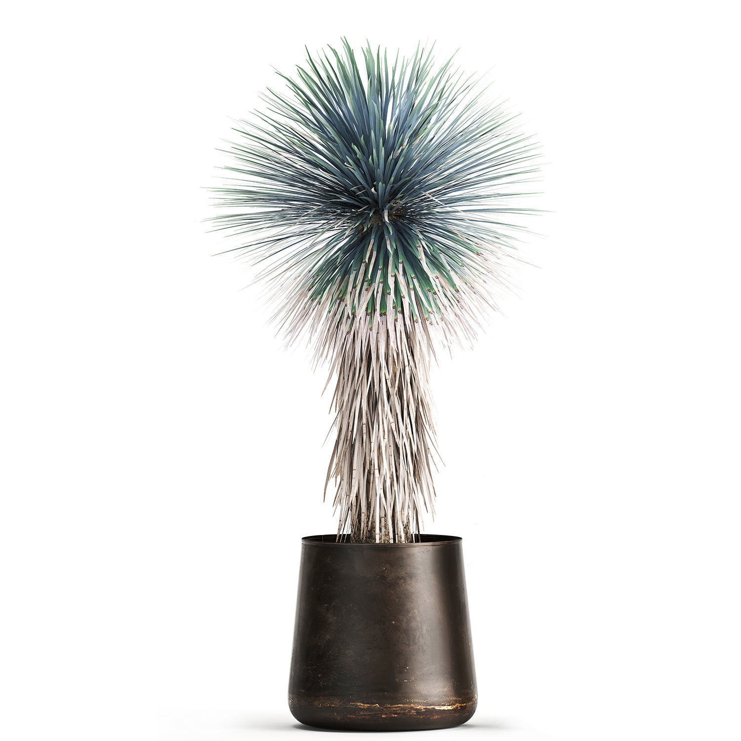 Yucca rostrata in a flowerpot for the interior 1014 3D model_6