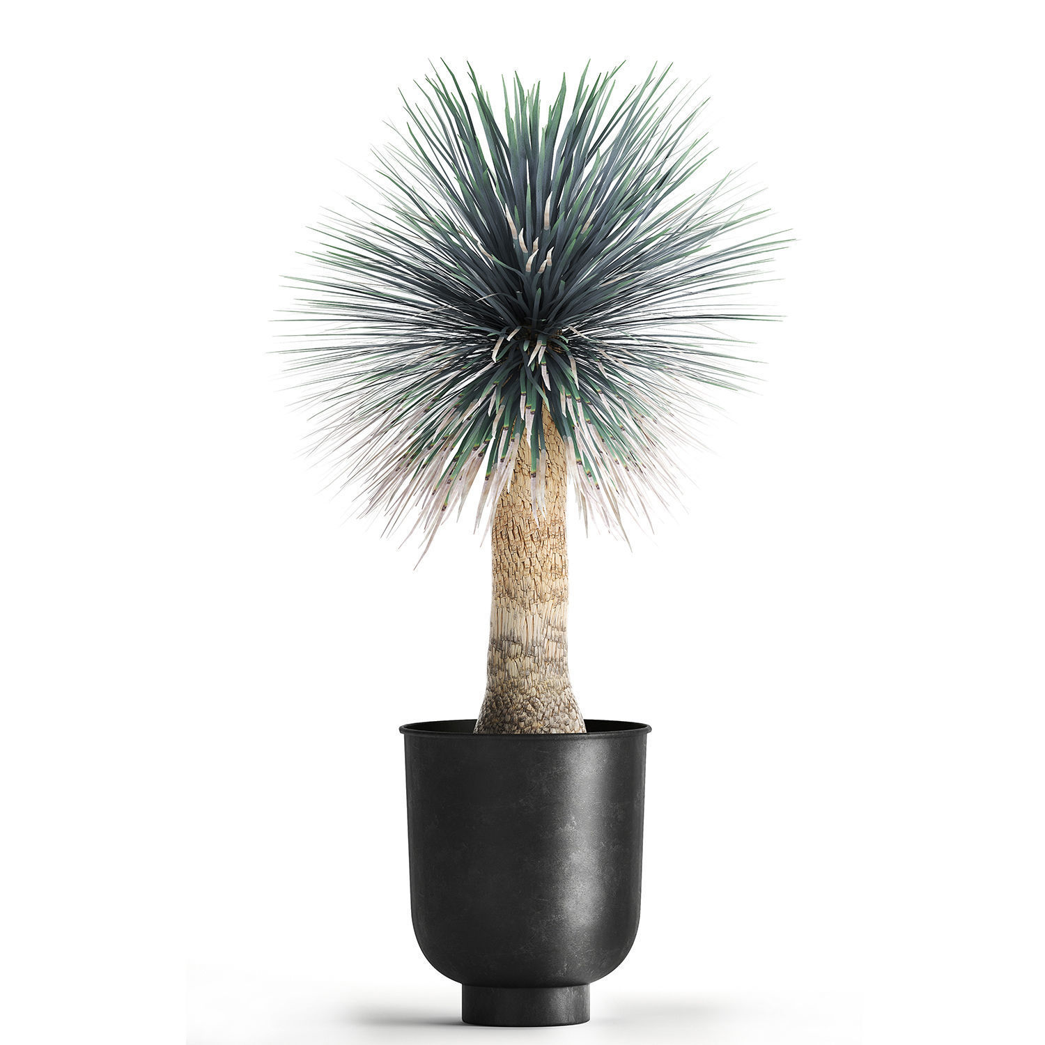 Yucca rostrata in a flowerpot for the interior 1014 3D model_5