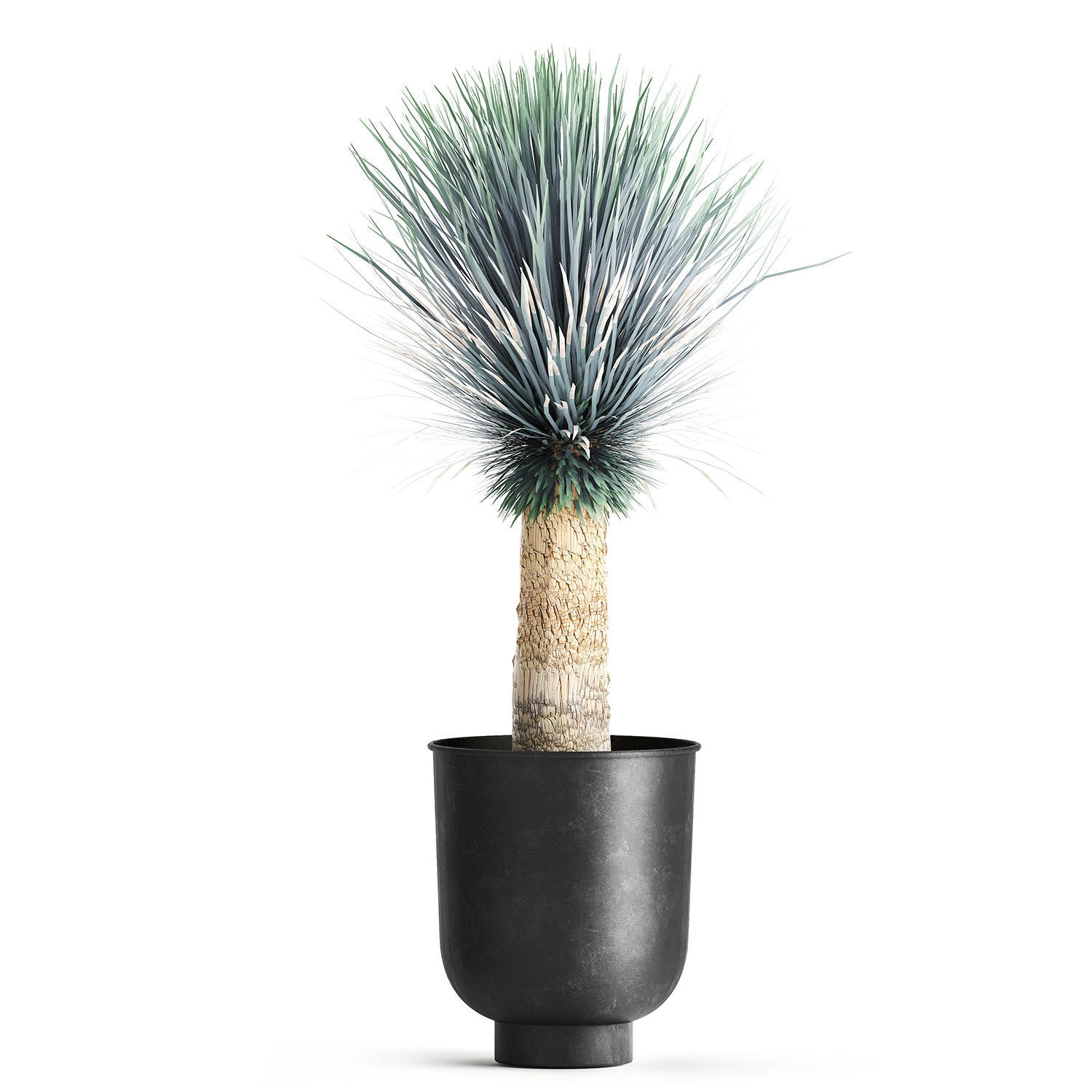 Yucca rostrata in a flowerpot for the interior 1014 3D model_8