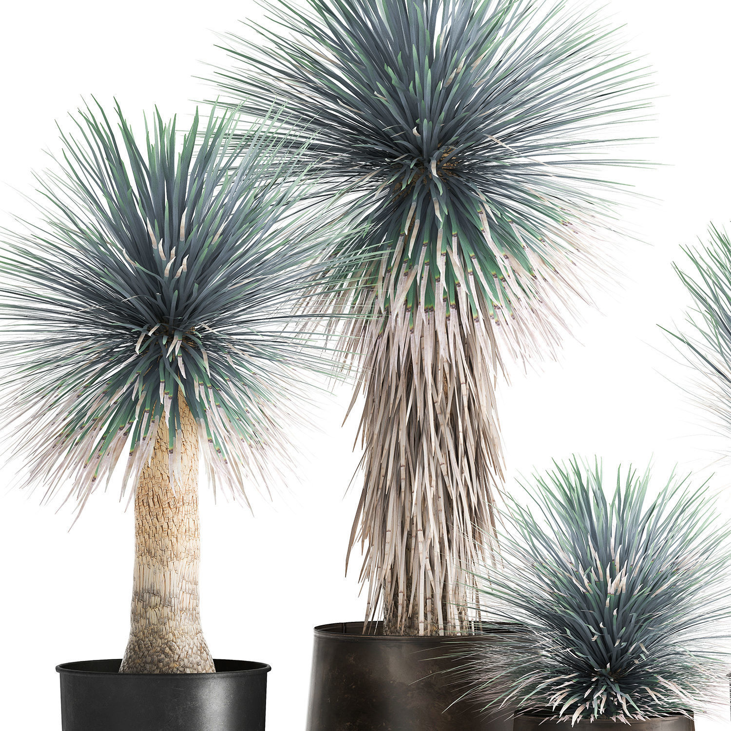 Yucca rostrata in a flowerpot for the interior 1014 3D model_4