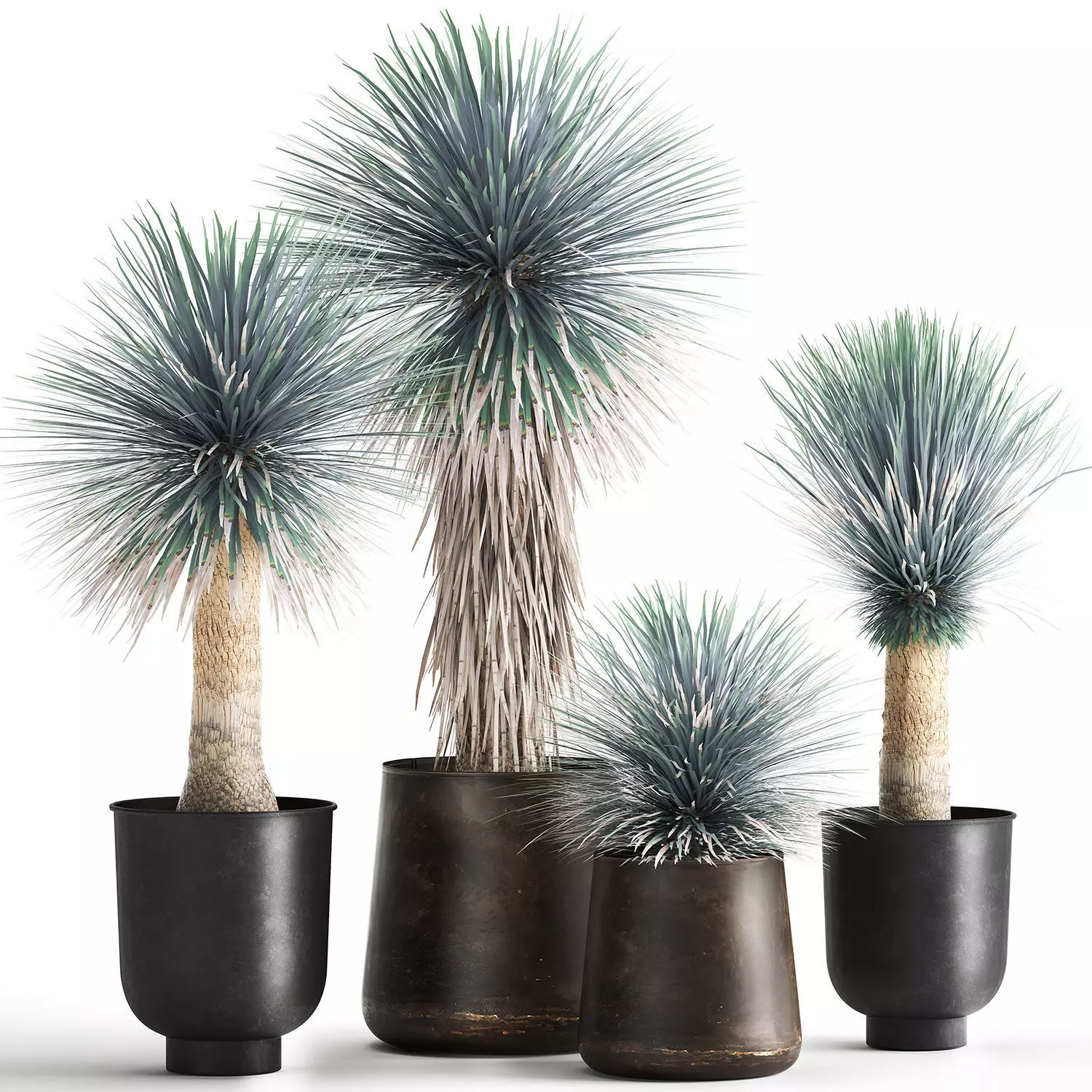 Yucca rostrata in a flowerpot for the interior 1014 3D model_0