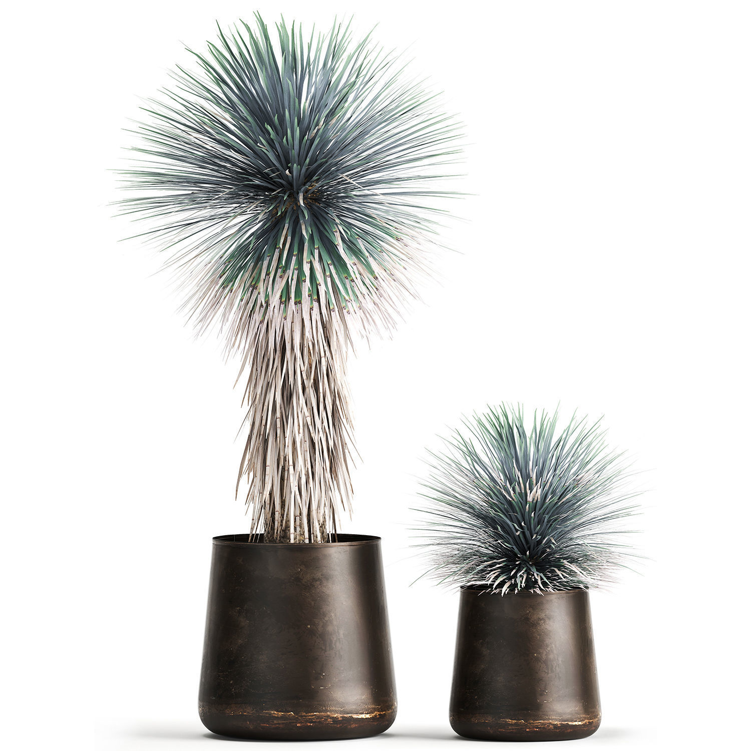 Yucca rostrata in a flowerpot for the interior 1014 3D model_1