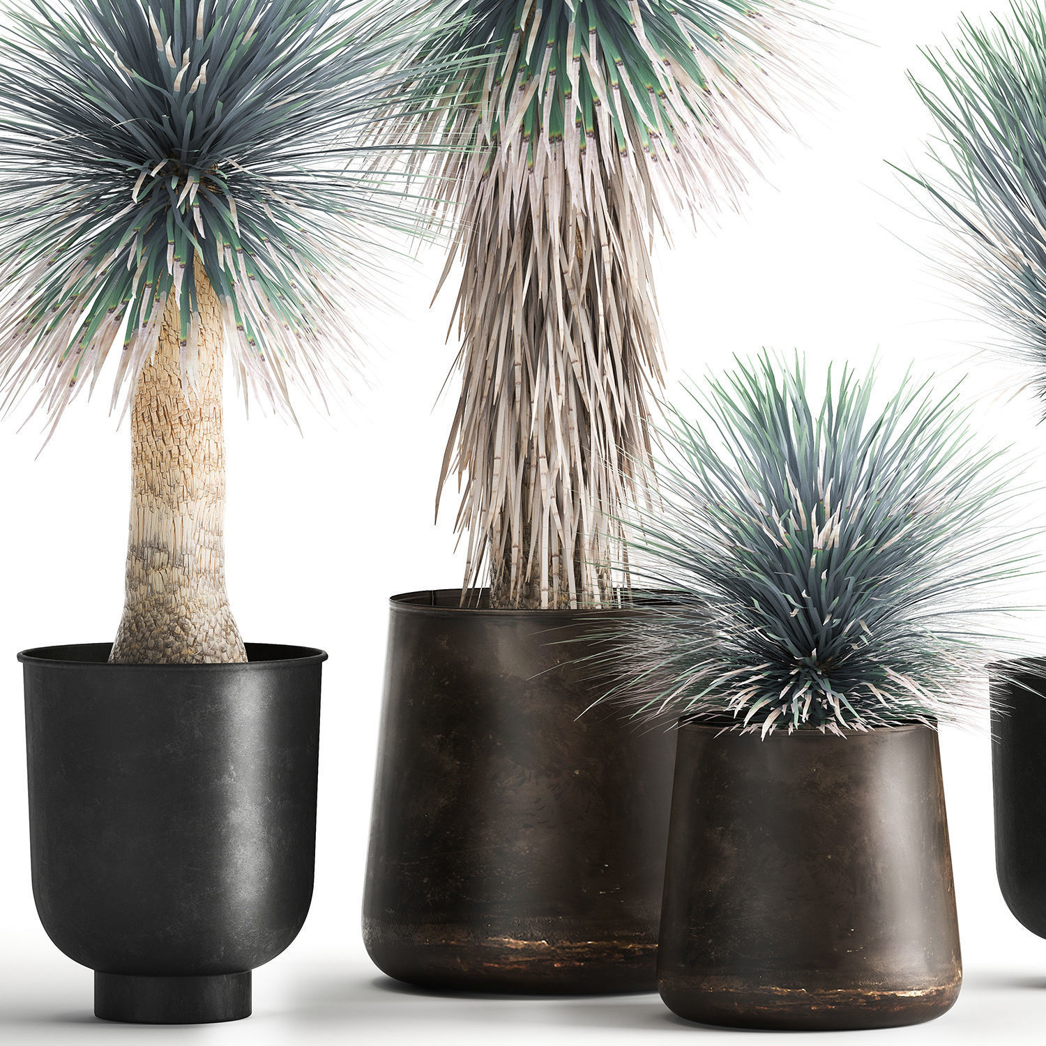 Yucca rostrata in a flowerpot for the interior 1014 3D model_2