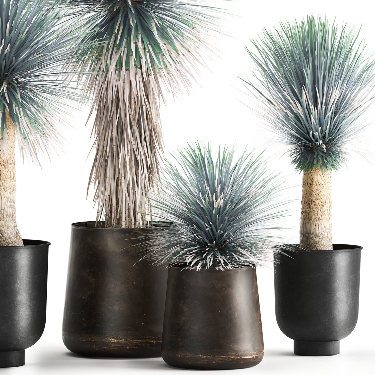 Yucca rostrata in a flowerpot for the interior 1014 3D model_3