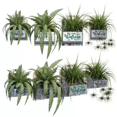 Welcome ferns in pots 3D model