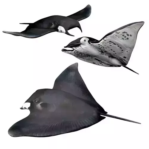 Manta ray Low-poly 3D model