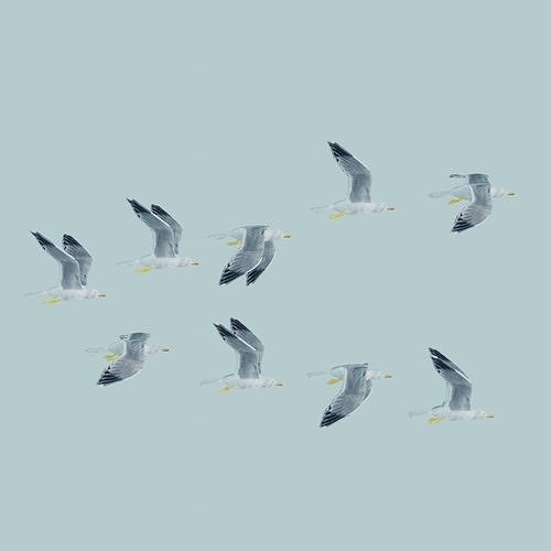 Flock of birds Low-poly 3D model