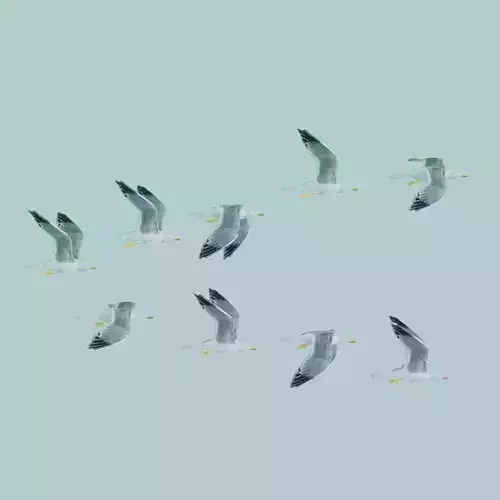 Flock of birds Low-poly 3D model