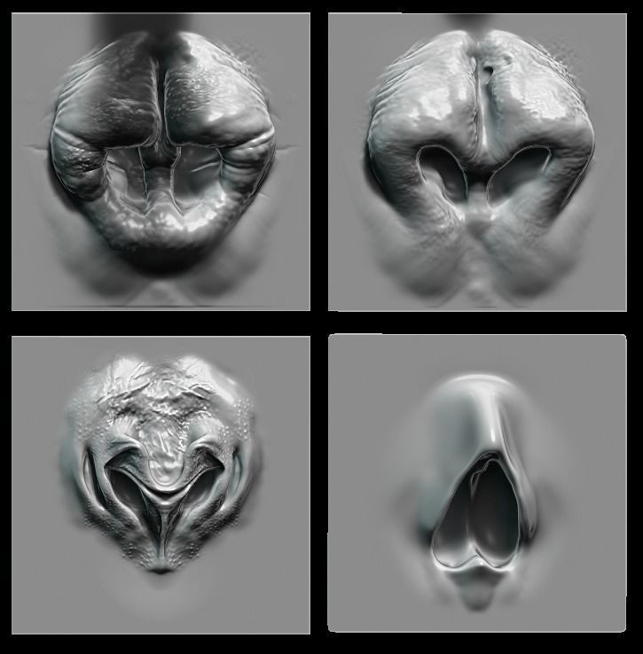 NOSES - 25 ZBrush VDM 3D model_5