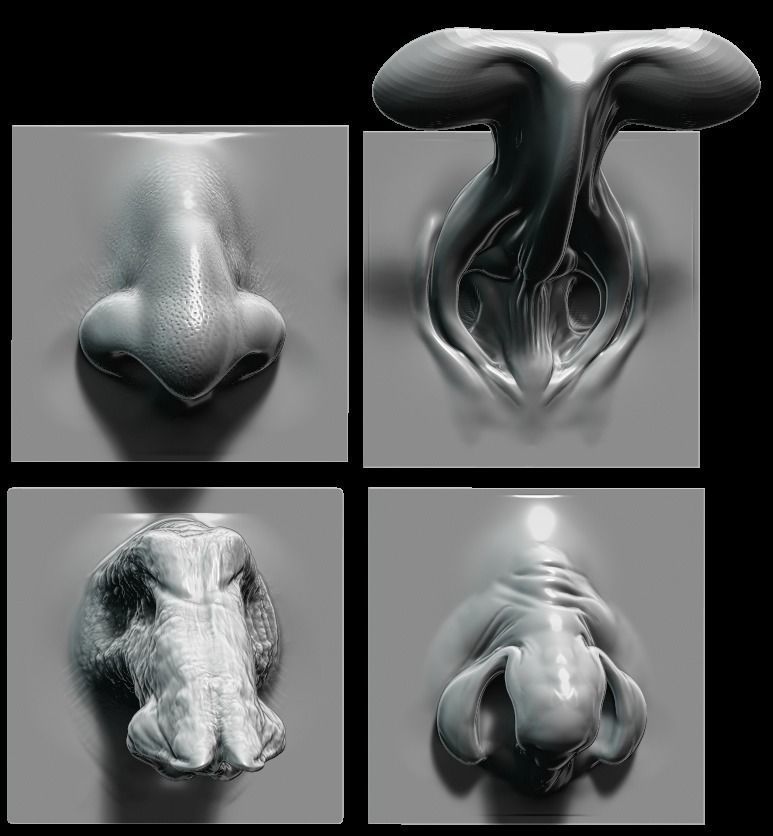 NOSES - 25 ZBrush VDM 3D model_7
