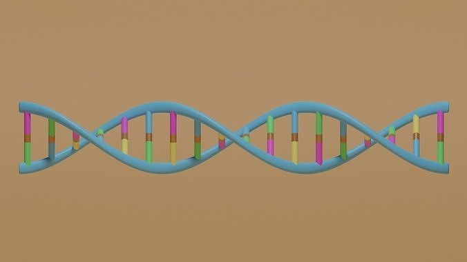 Cartoon DNA Low-poly 3D model