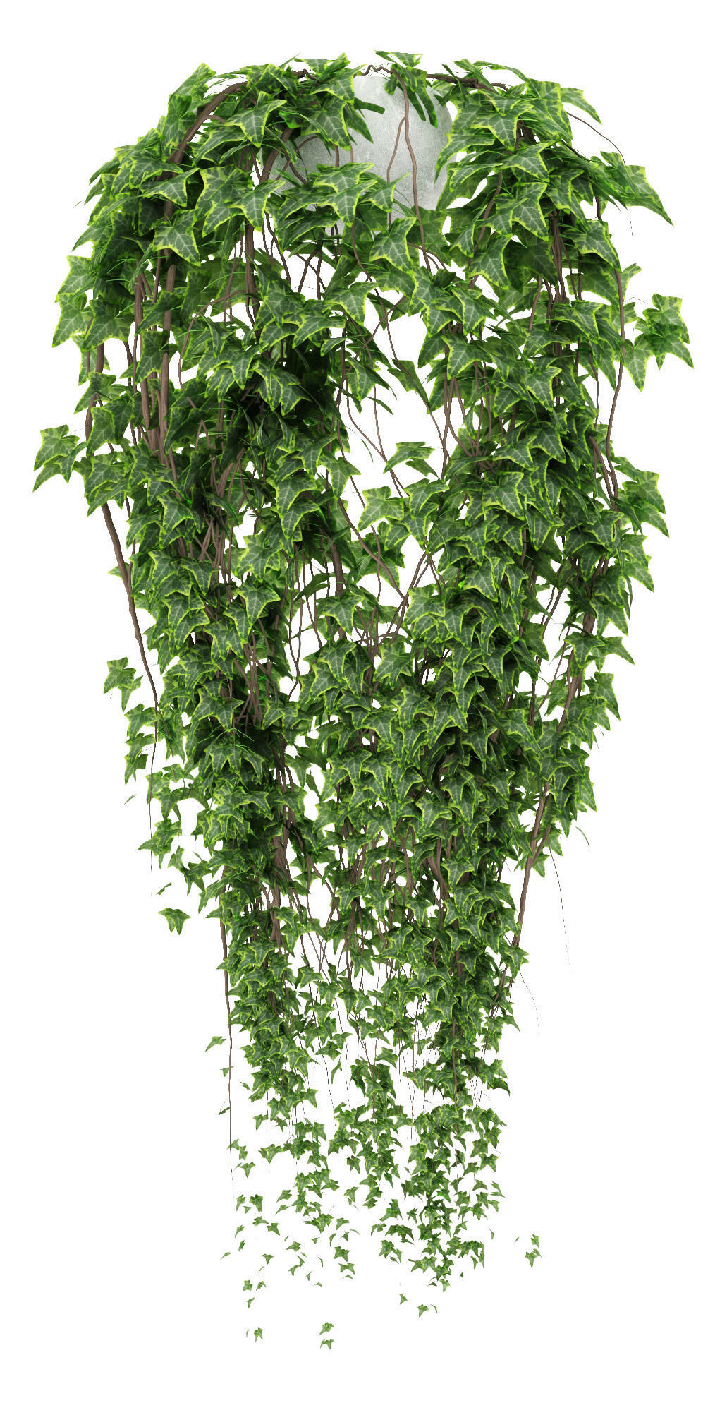  Ivy in pot 3D model_1