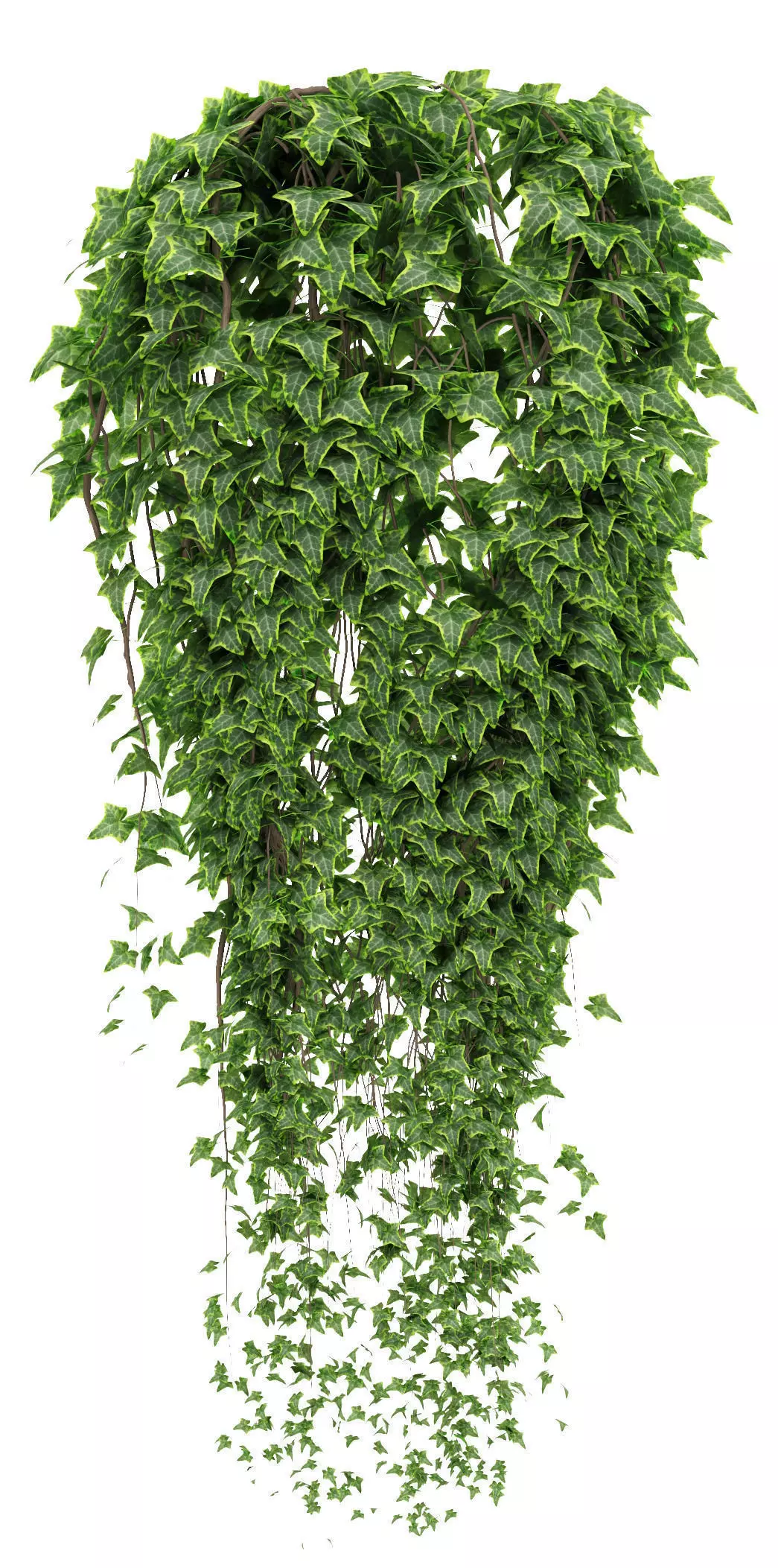  Ivy in pot 3D model_0