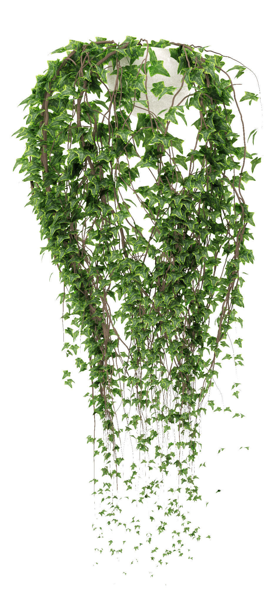  Ivy in pot 3D model_2